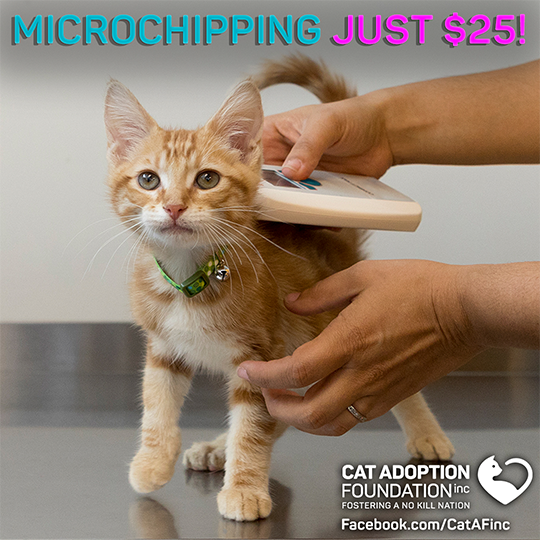 Microchipping just $25