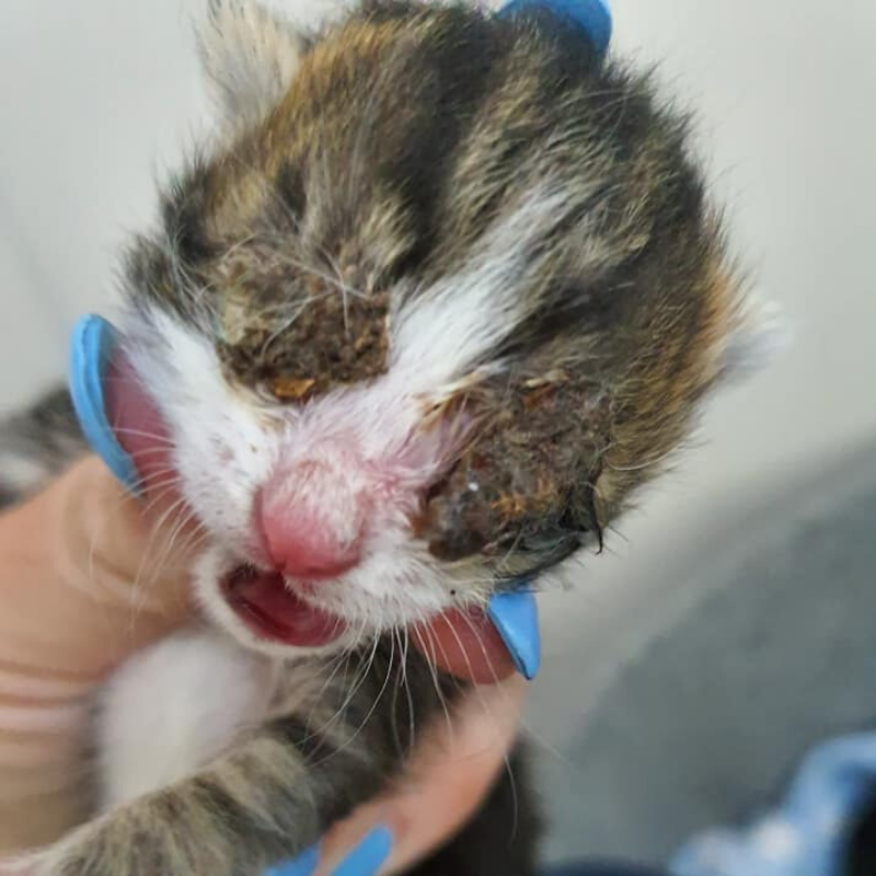 kitten with bad eyes