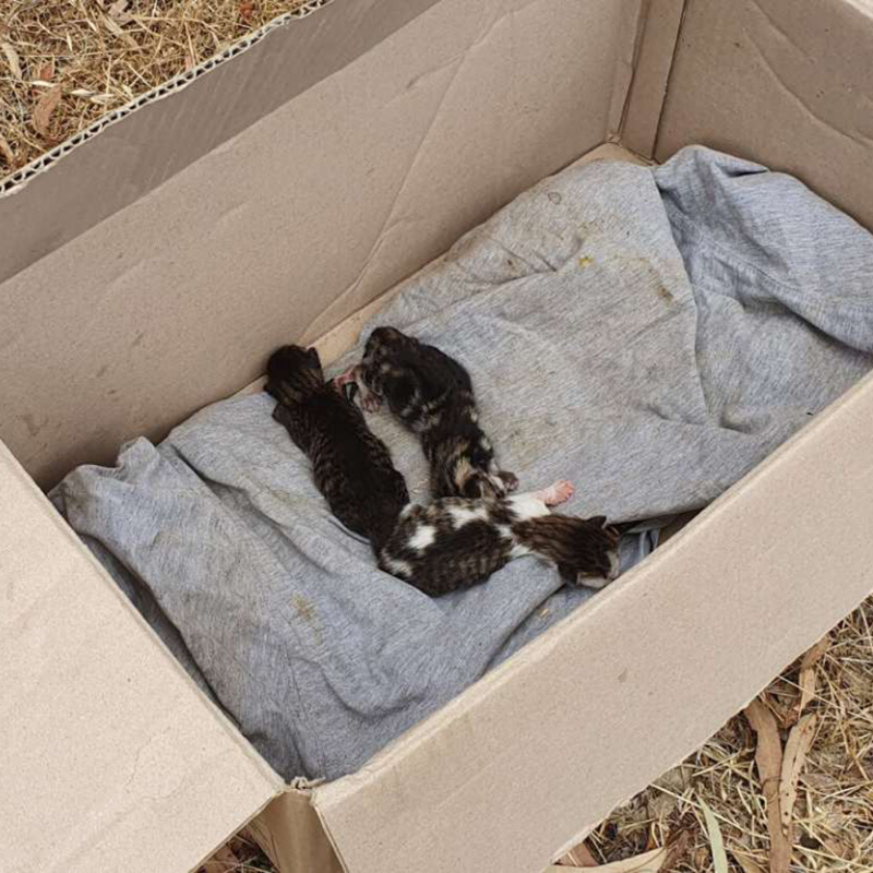 kittens in a box