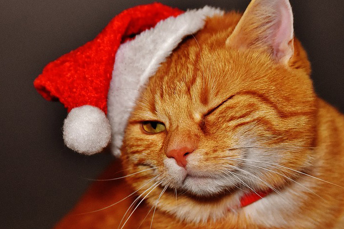 Cat in Santa hat