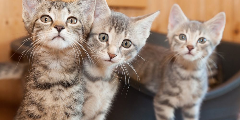 Three tabby kittens